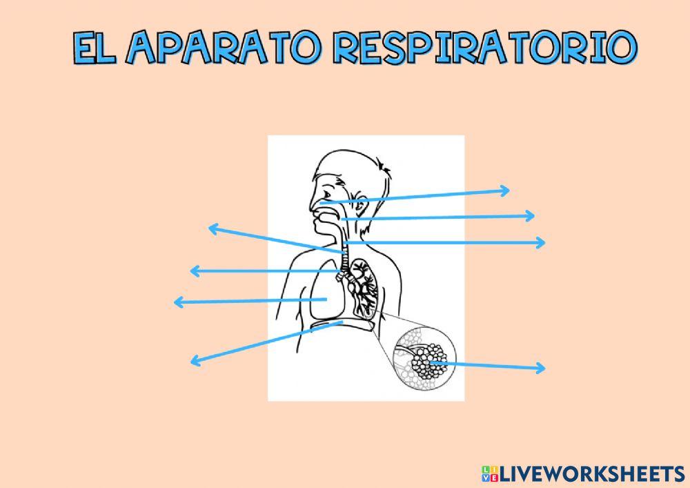 Aparato respiratorio