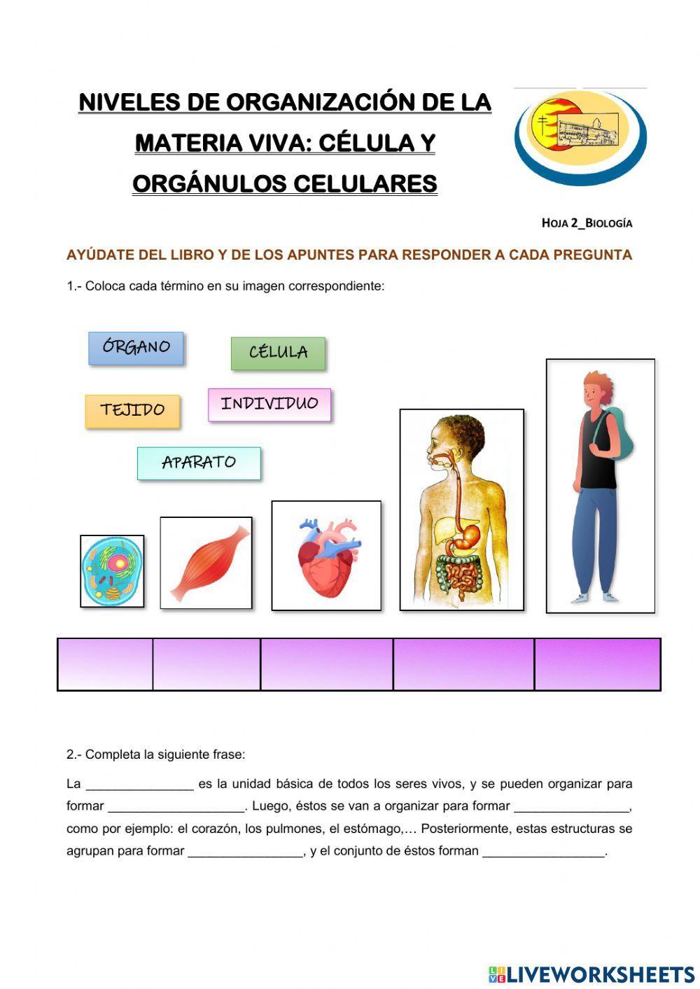 Organización de la materia viva-Hoja 2