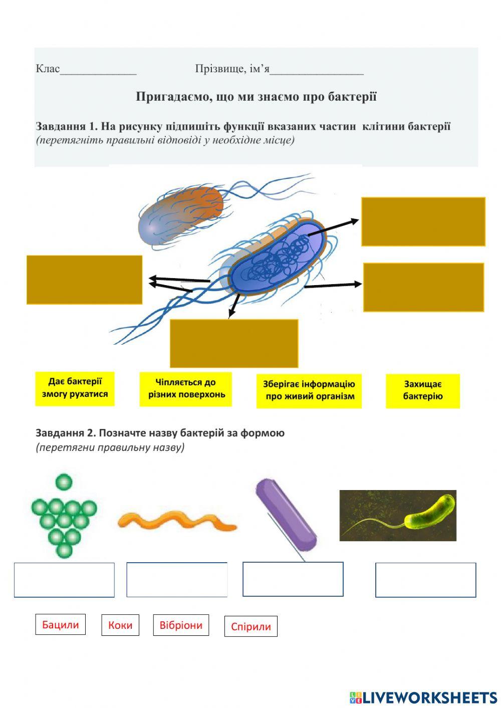 Шкідливі бактерії