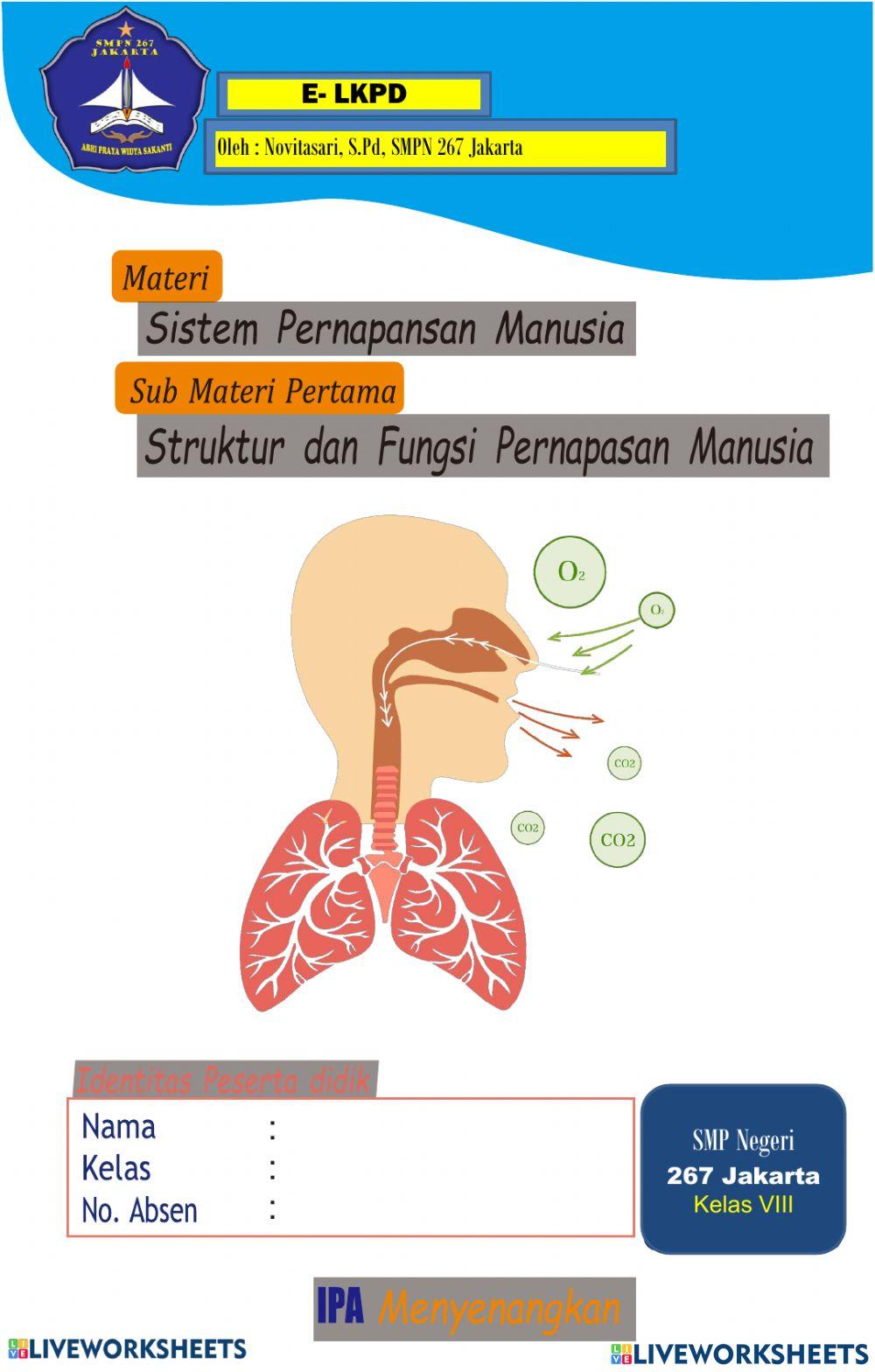 Sistem Pernapasan Manusia