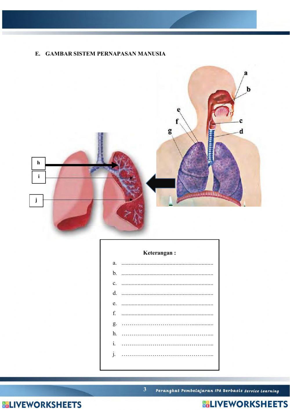 Sistem Pernapasan Manusia