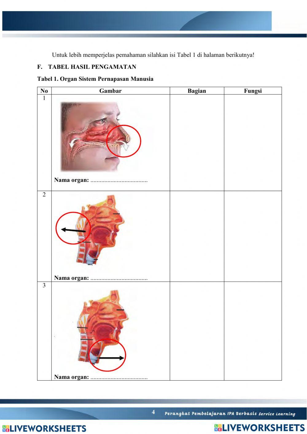 Sistem Pernapasan Manusia