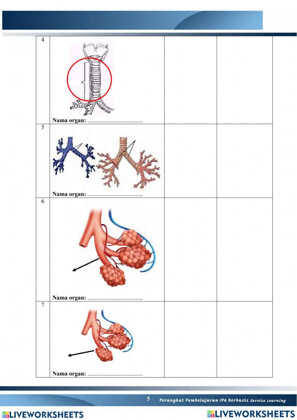Sistem Pernapasan Manusia