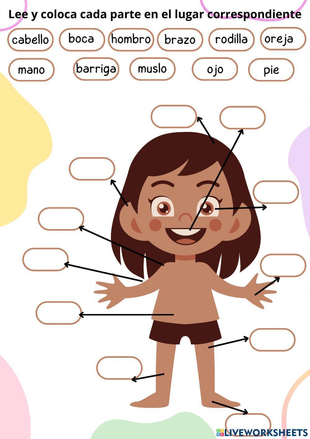 Las partes del cuerpo Las partes del cuerpo