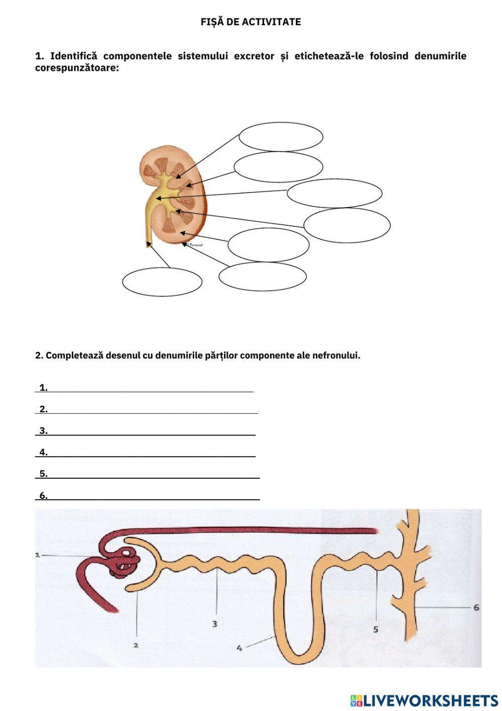 Fișă de lucru- sistemul excretor