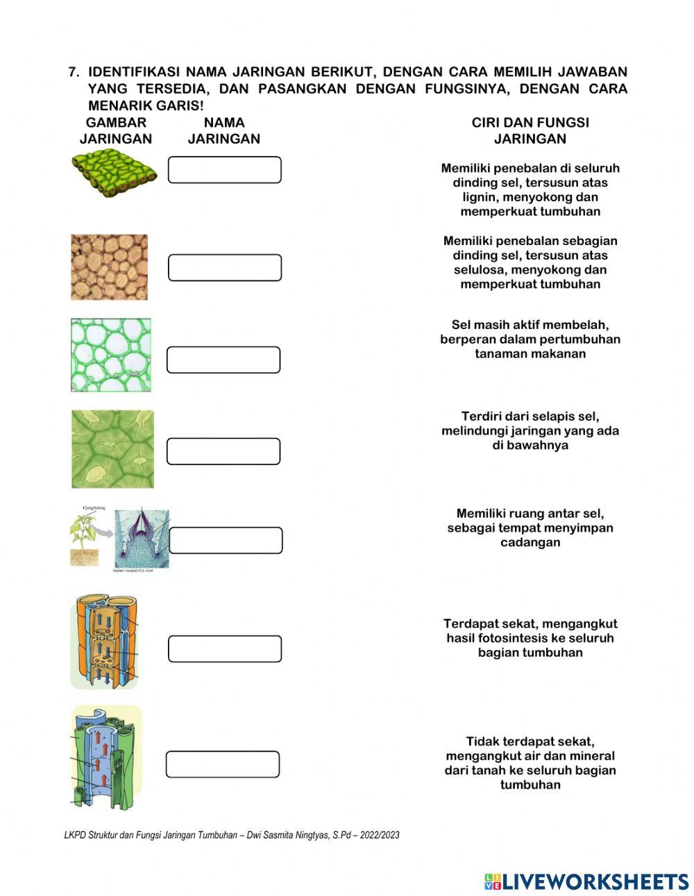 Organ dan Jaringan Tumbuhan