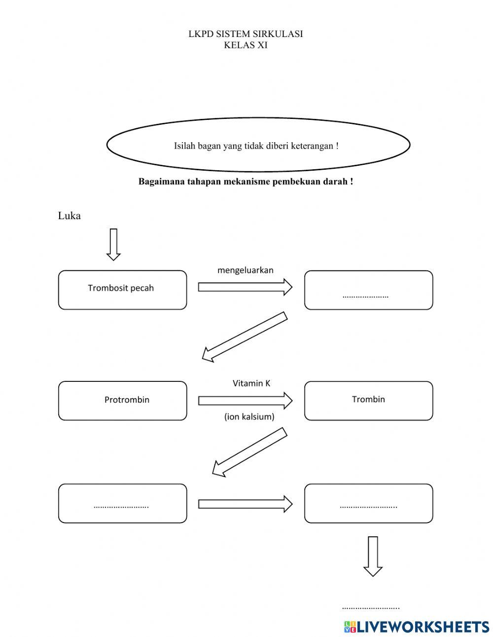 Sistem Sirkulasi Kelas XI