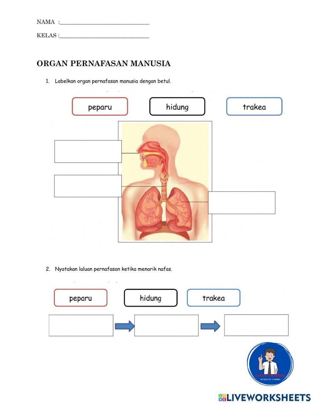 Organ Pernafasan Manusia