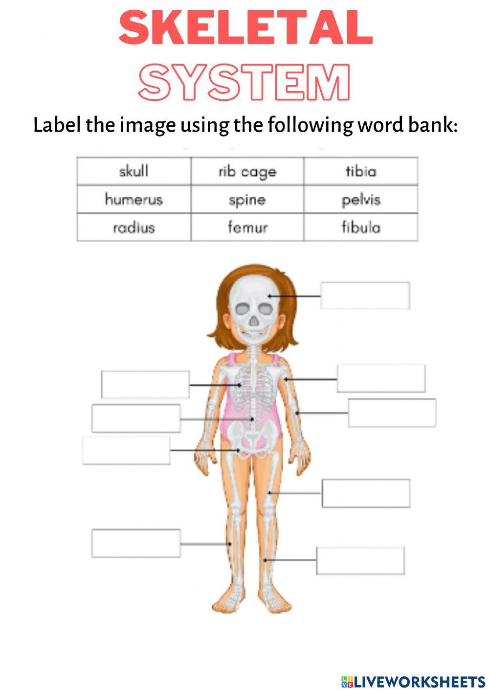 Human skeleton worksheet
