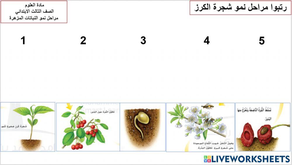 مراحل نمو نبات الكرز