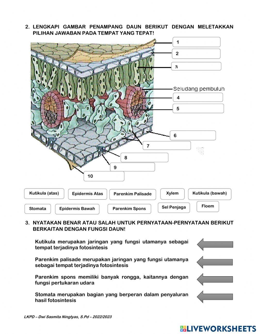 Struktur dan fungsi jaringan pada daun dan bagian bunga