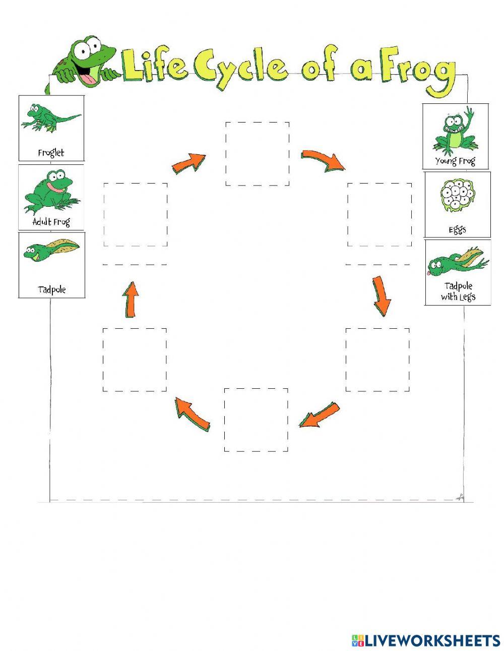 Life cycle of a frog