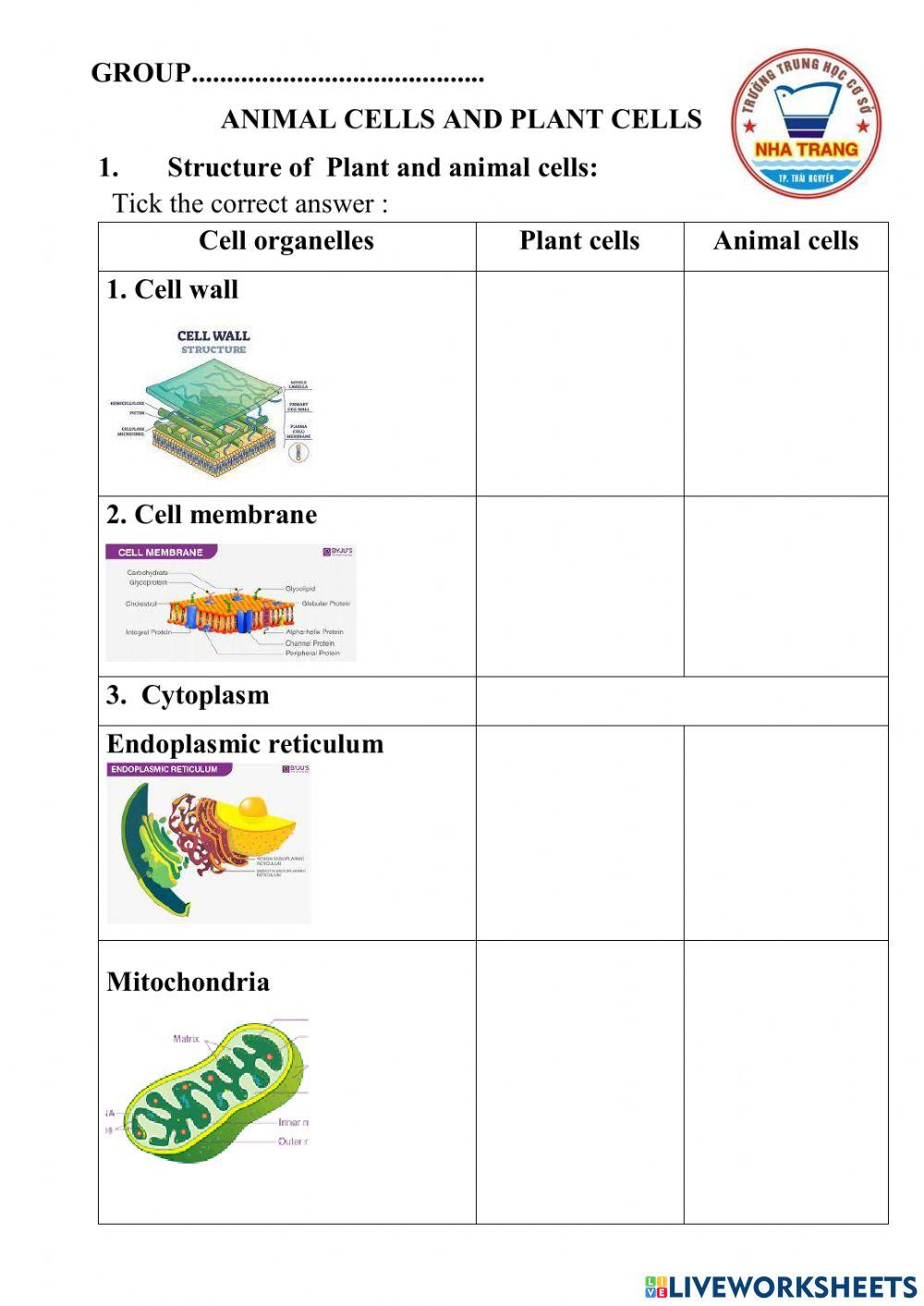 Animal and plant cells