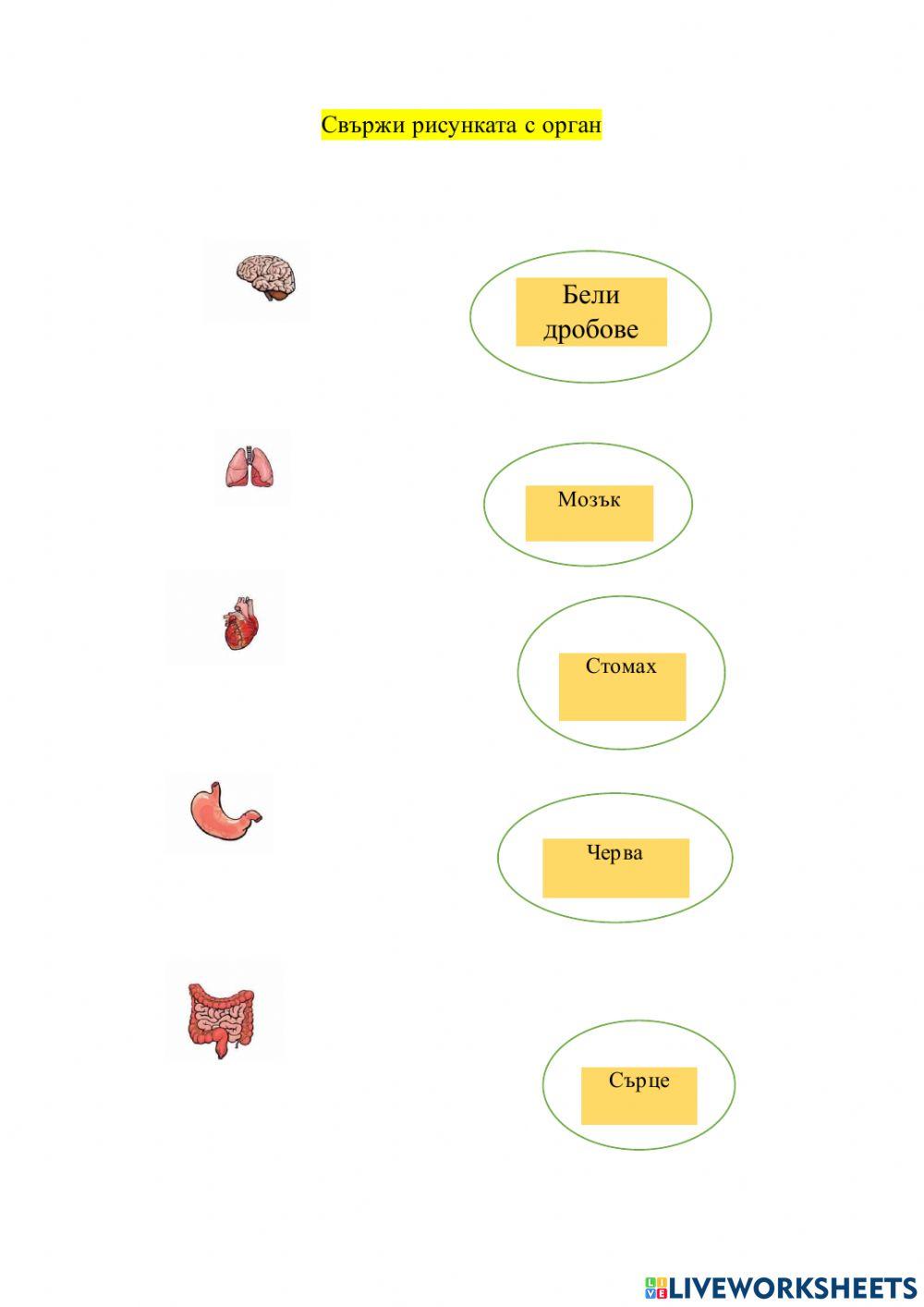 Органи в човешкото тяло online exercise for | Live Worksheets