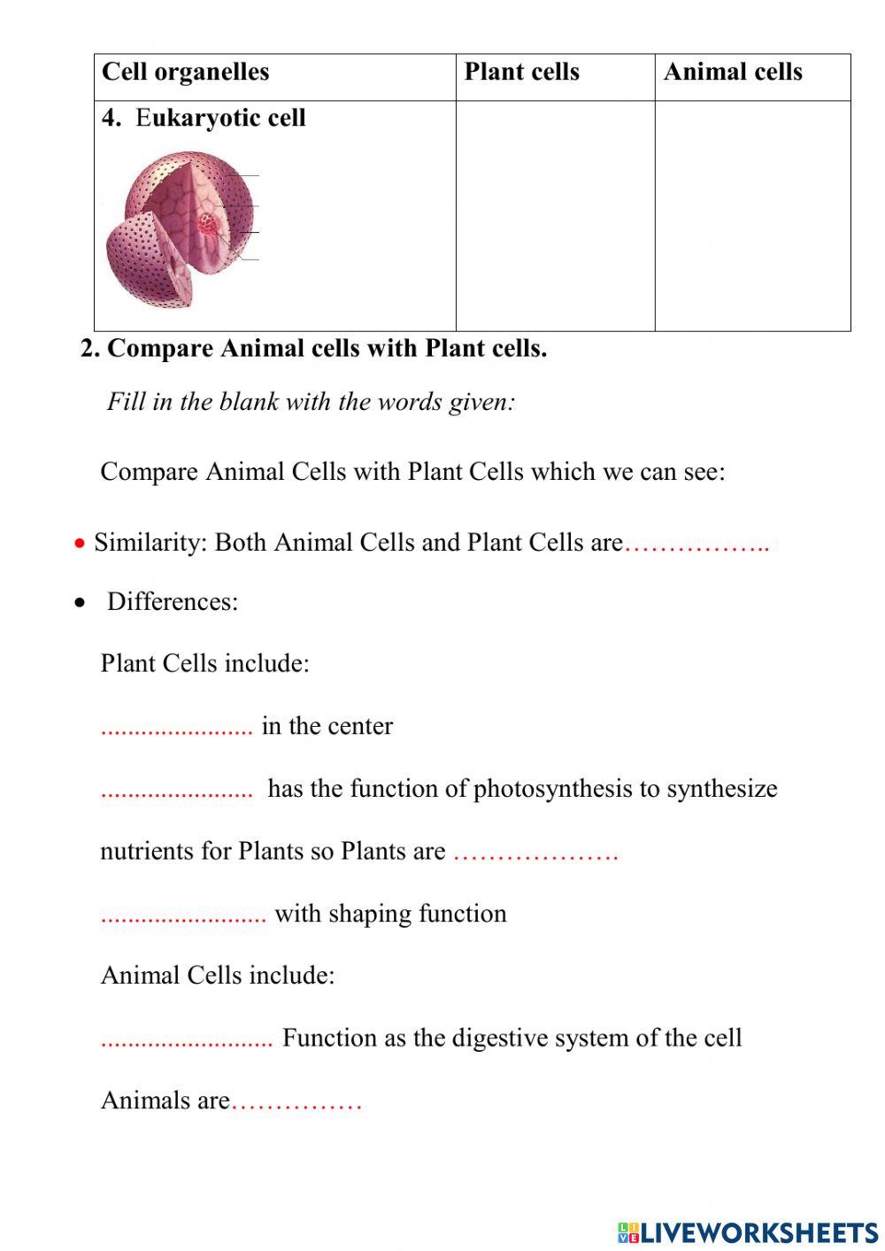 Animal and plant cells