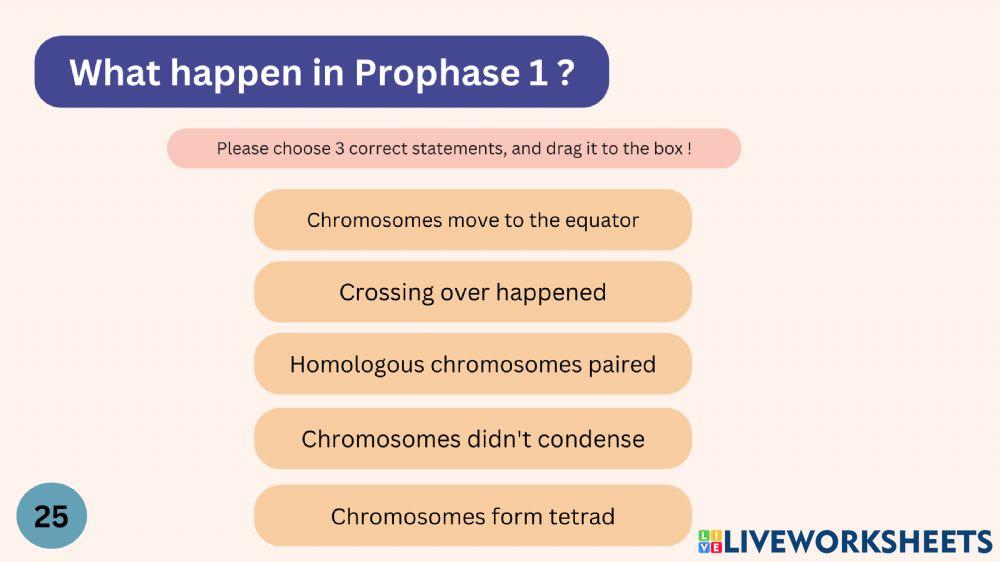 worksheet meiosis -2nd meeting (1)
