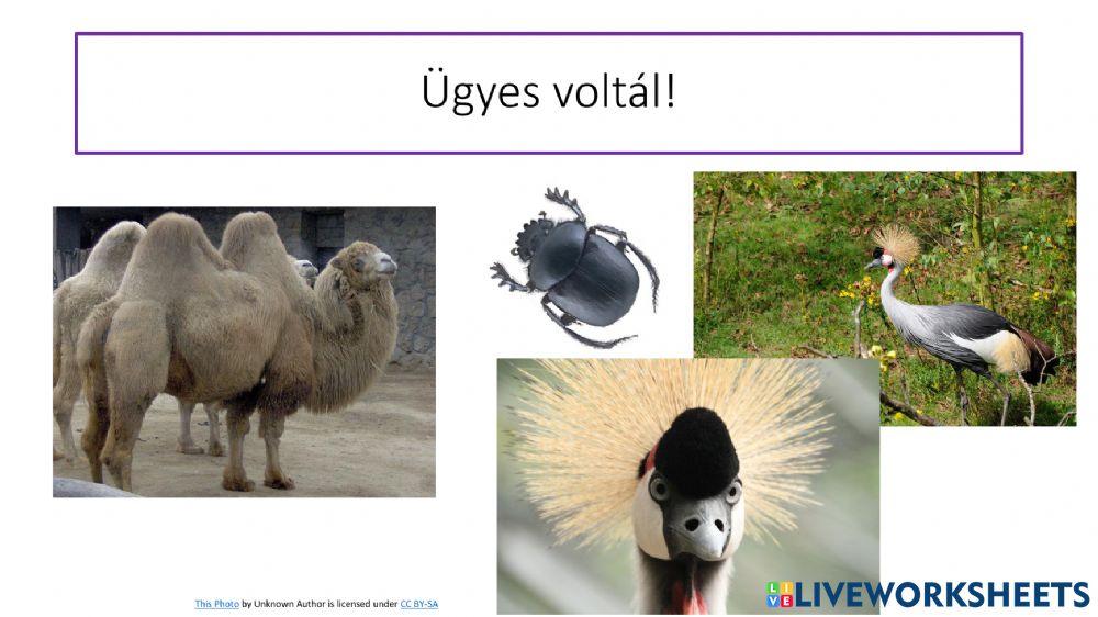 Állati rekordok - szövegértés