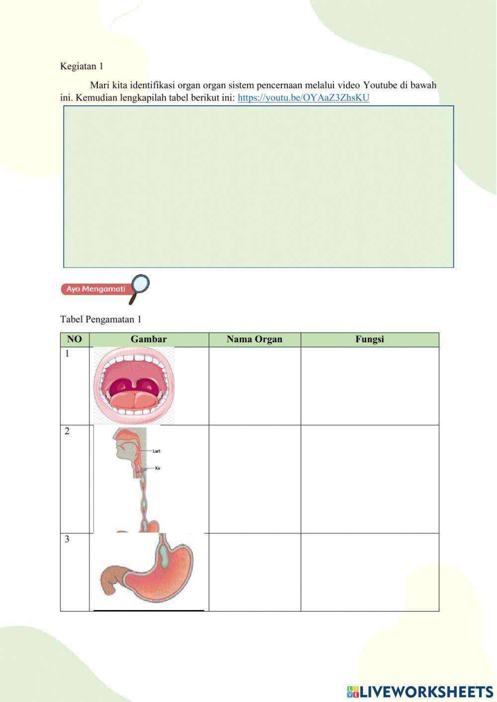 Mengenal organ pencernaan