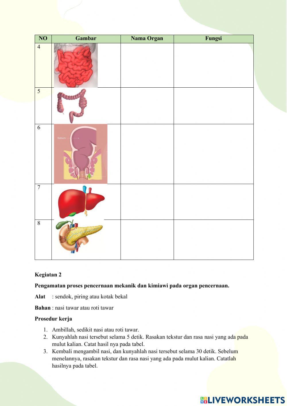 Mengenal organ pencernaan