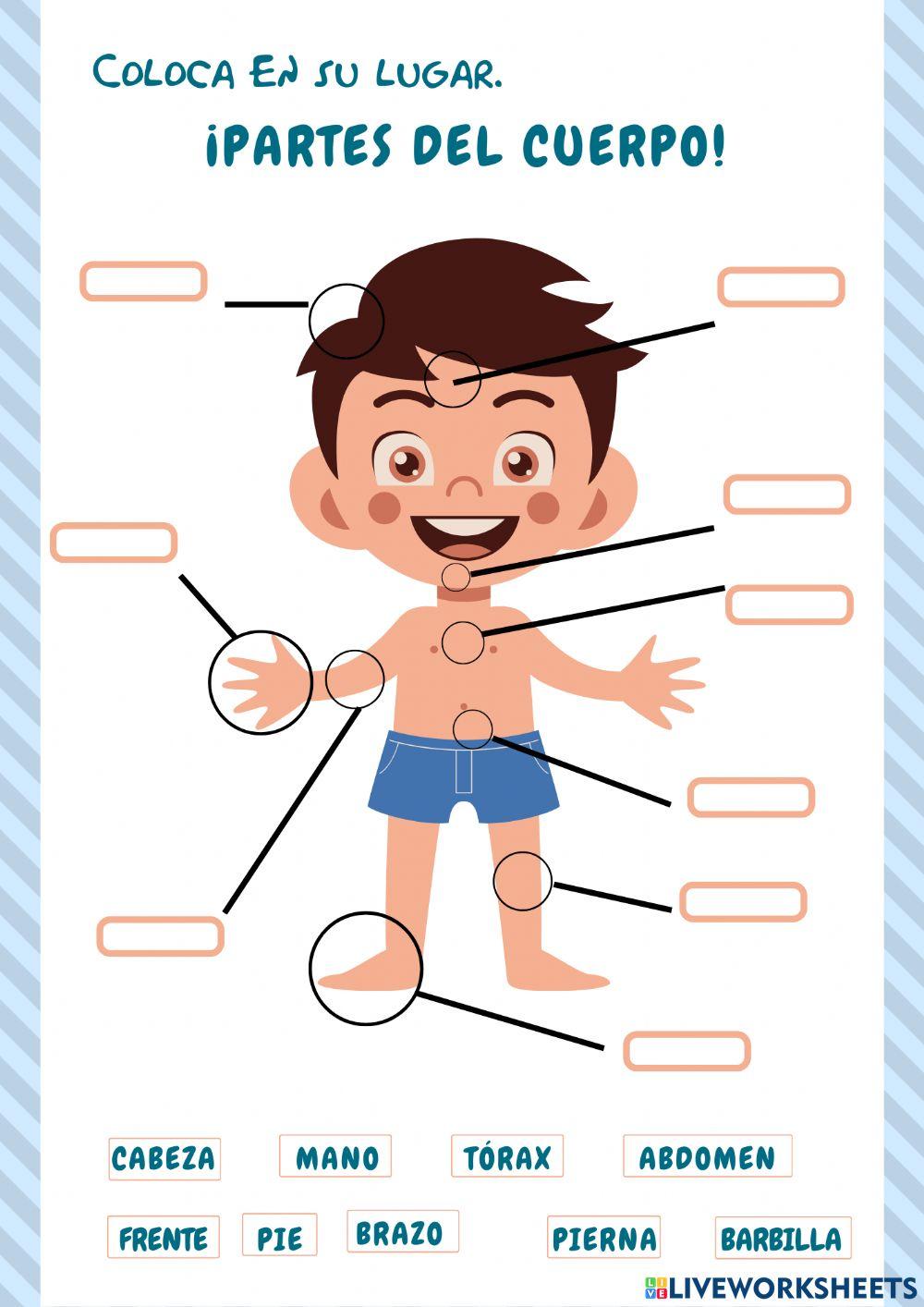 Las partes del cuerpo worksheet for 2º Live Worksheets