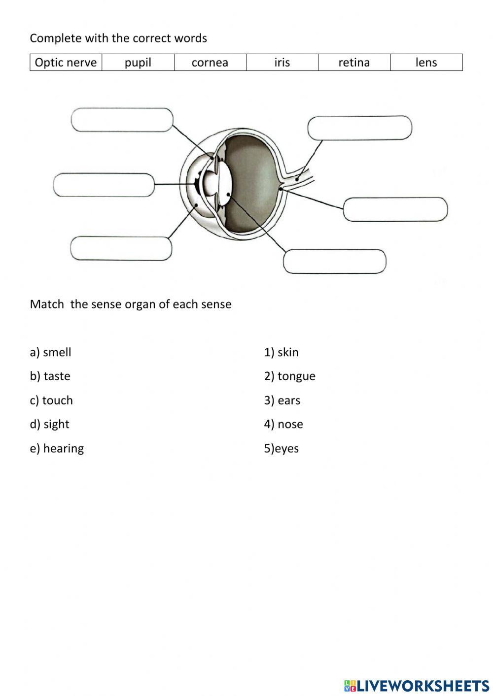 Las funciones vitales y los sentidos