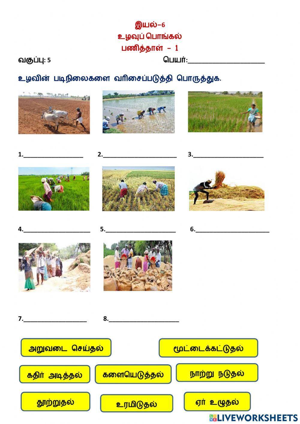 உழவுப் பொங்கல்