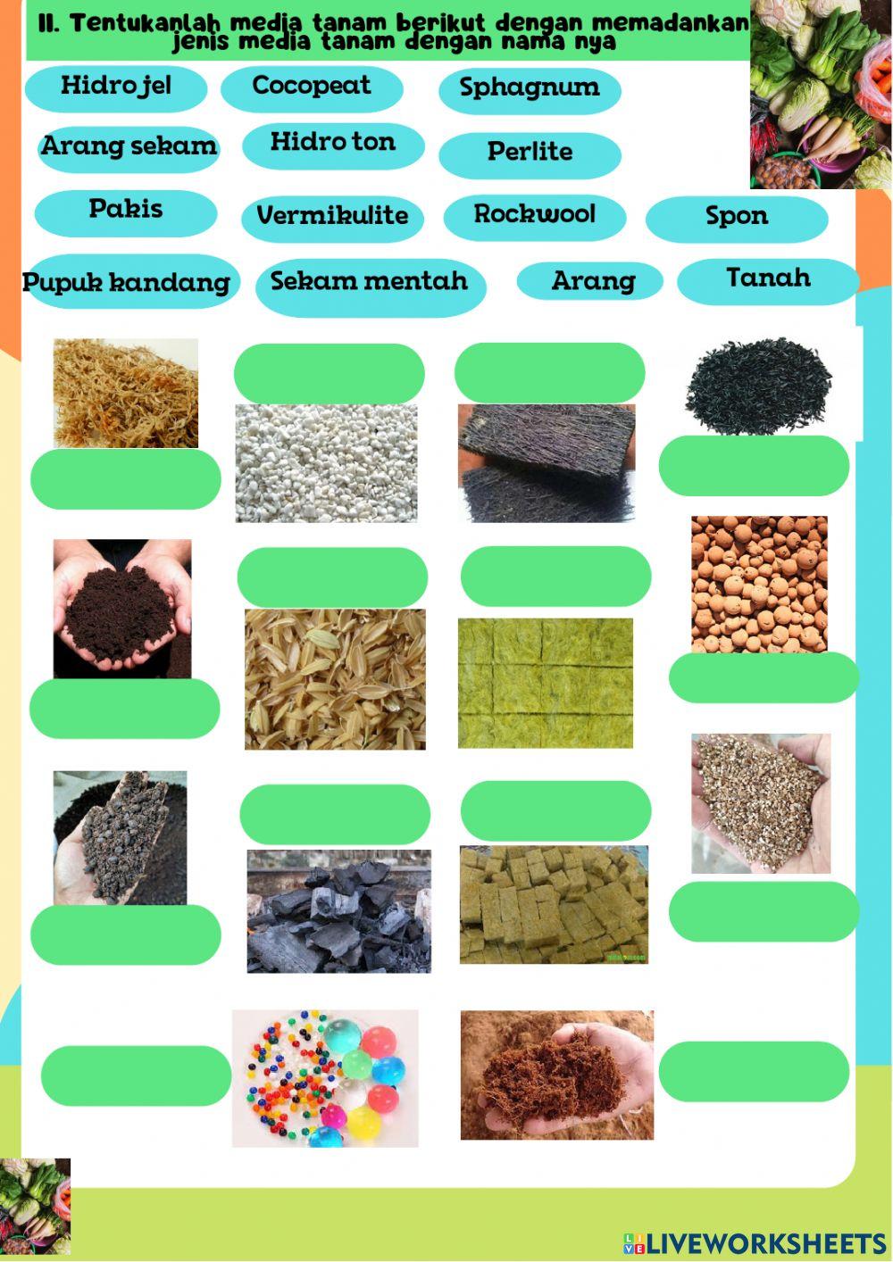 LKPD Pembuatan Persemaian Tanaman Sayuran