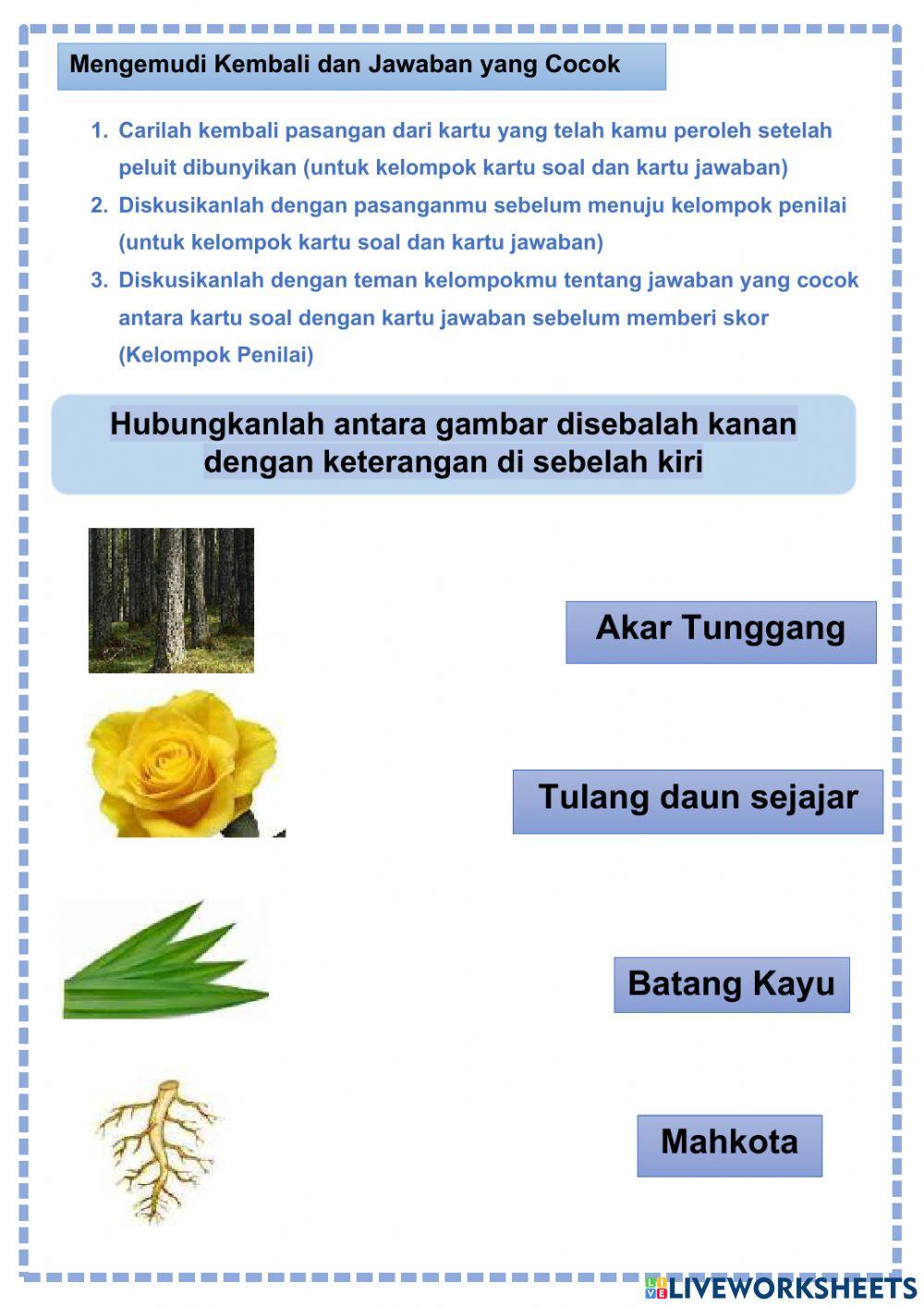 Bagian-bagian tumbuhan