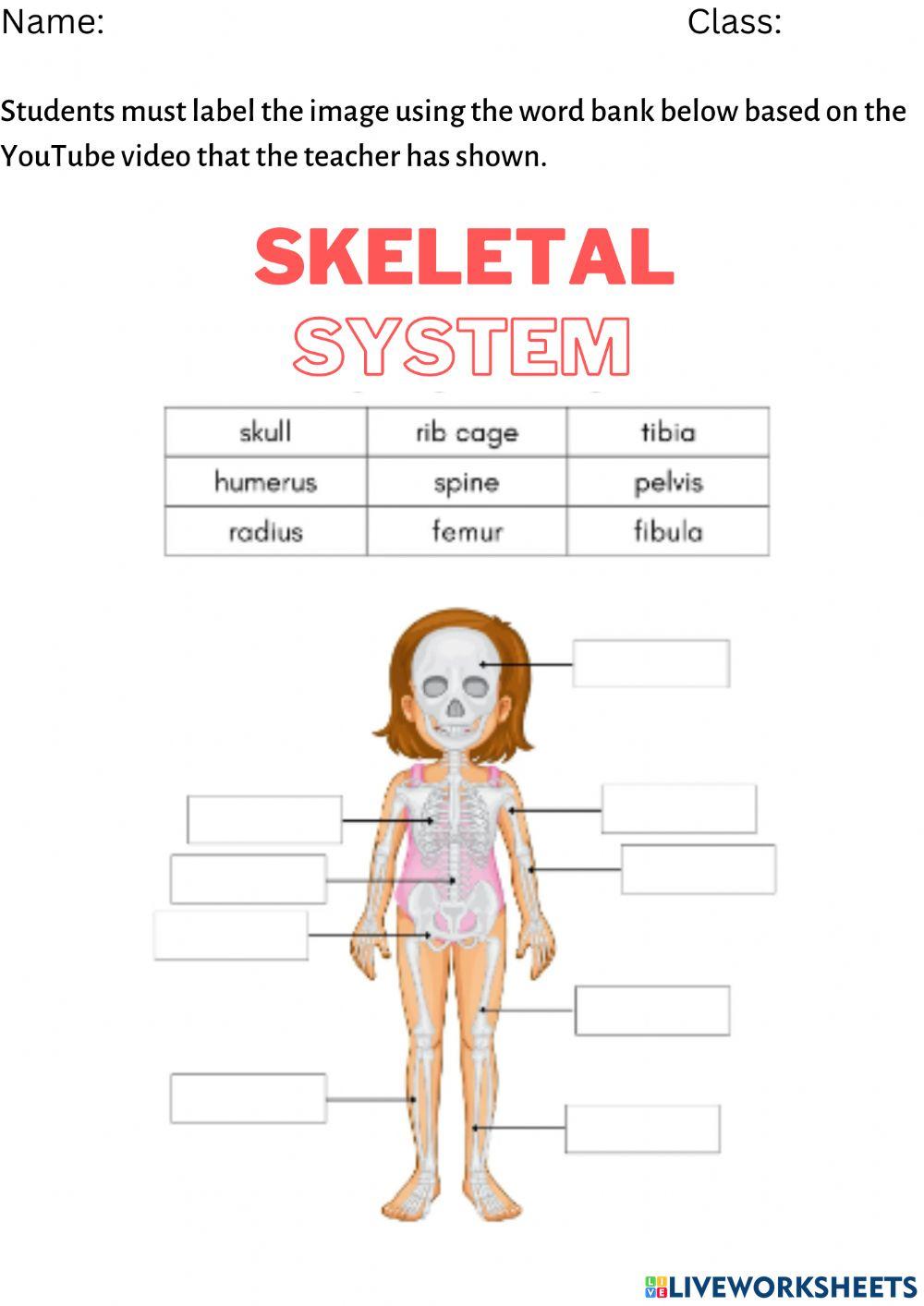 The skeletal system
