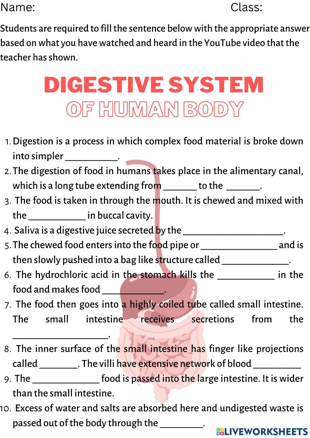 The digestive system