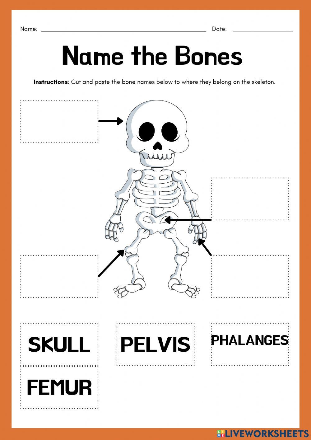 Easy Teacher Worksheets Bones