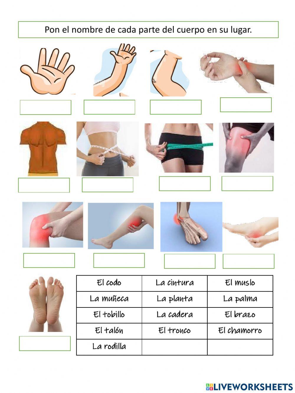 Las partes del cuerpo - B2