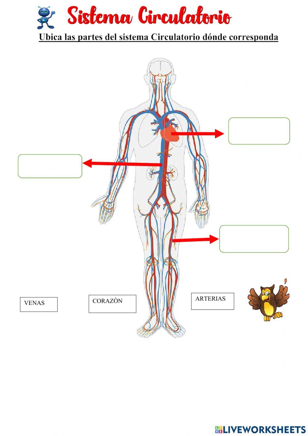 Sistema circulatorio