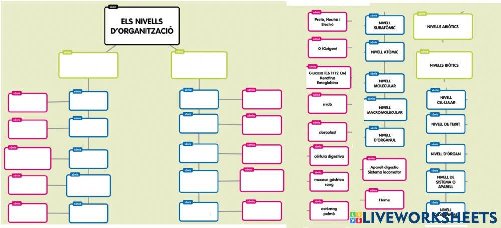 Nivell Organització