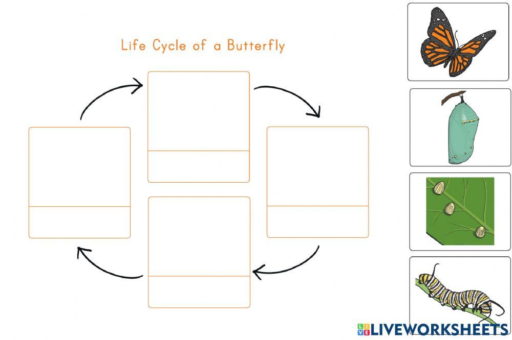Butterfly Life Cycle interactive activity for Grade 2 Live Worksheets