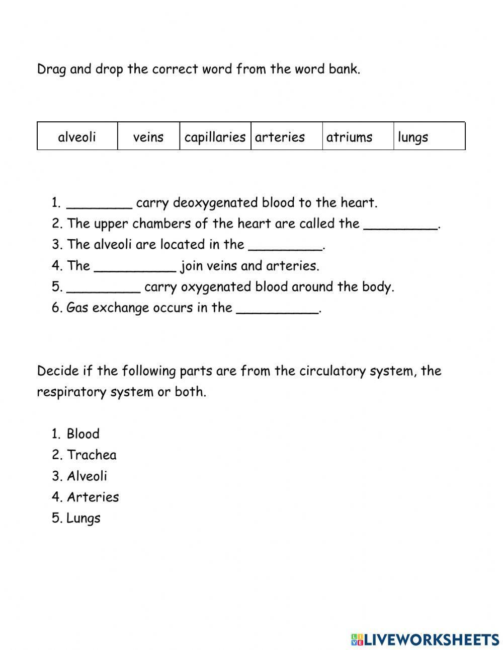 The circulatory system