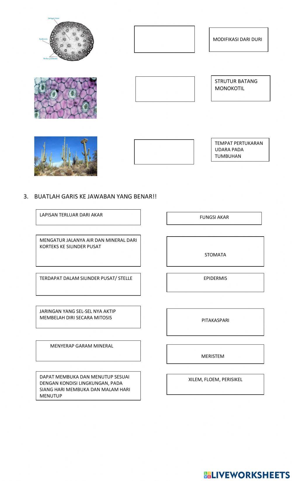 Struktur dan fungsi tumbuhan