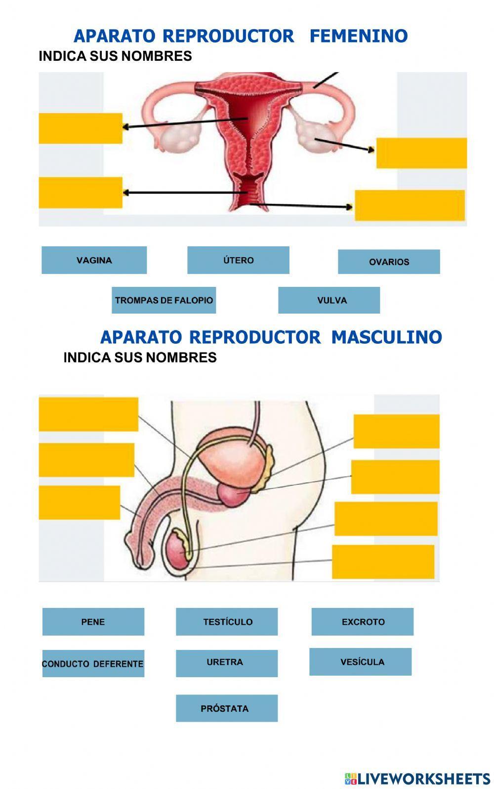 Aparato reproductor femenino y masculino