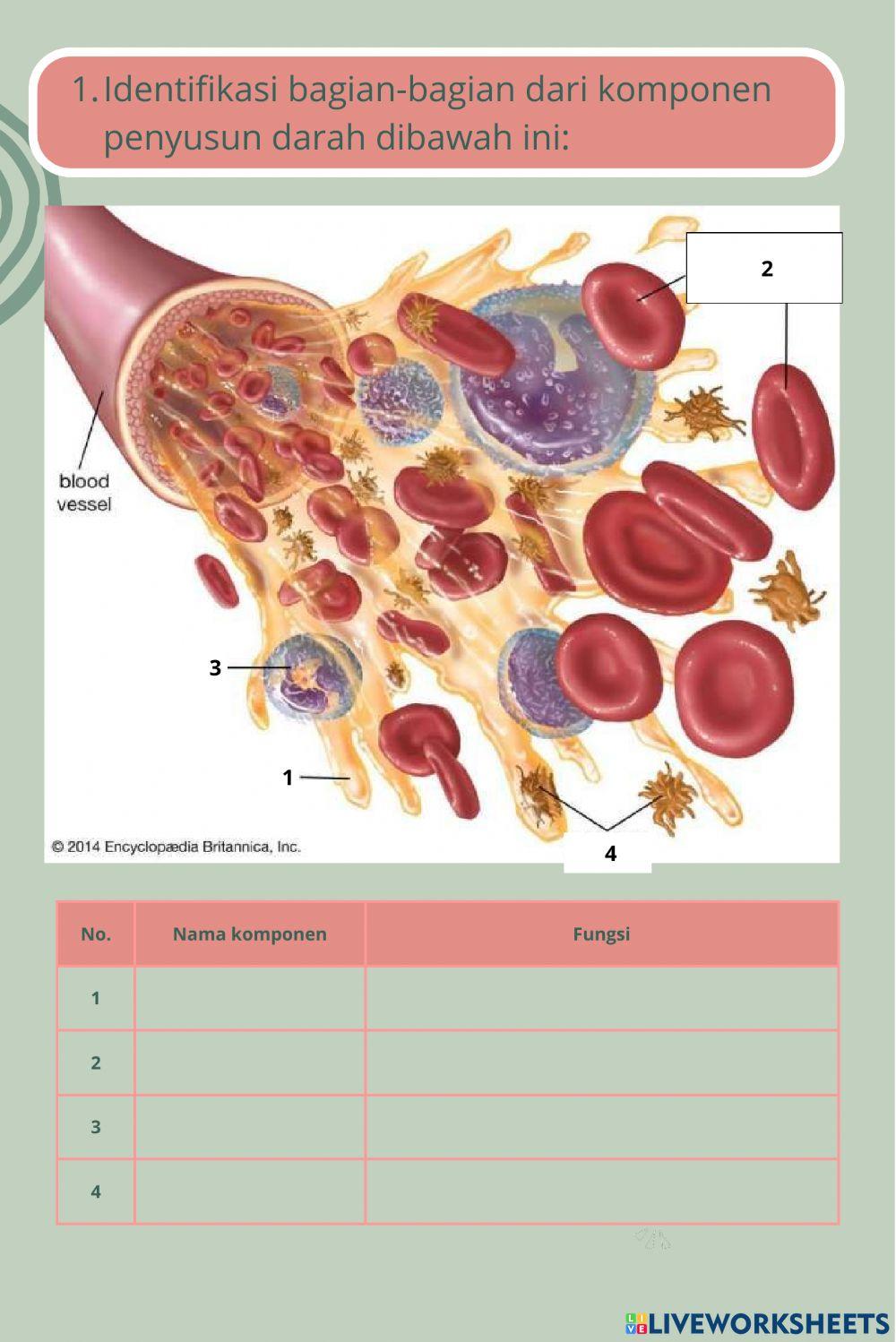Sistem Peredaran Darah Kelas XI SMA