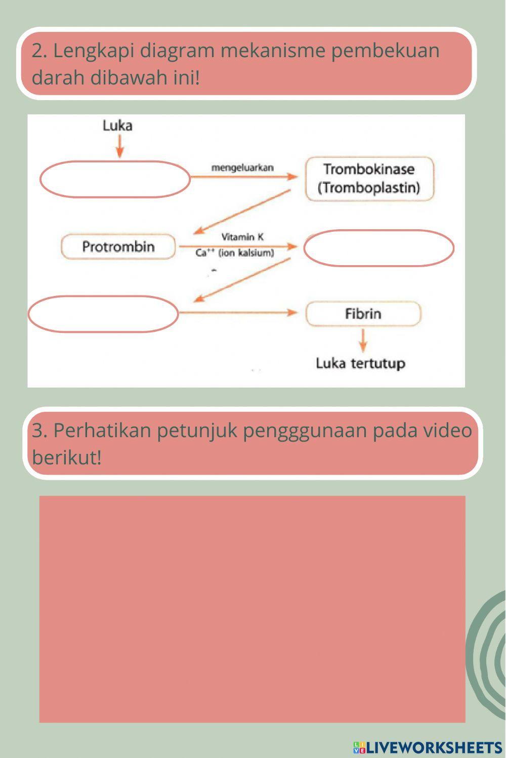 Sistem Peredaran Darah Kelas XI SMA