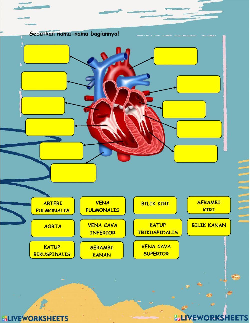 Sistem Peredaran Darah Kelas XI SMA