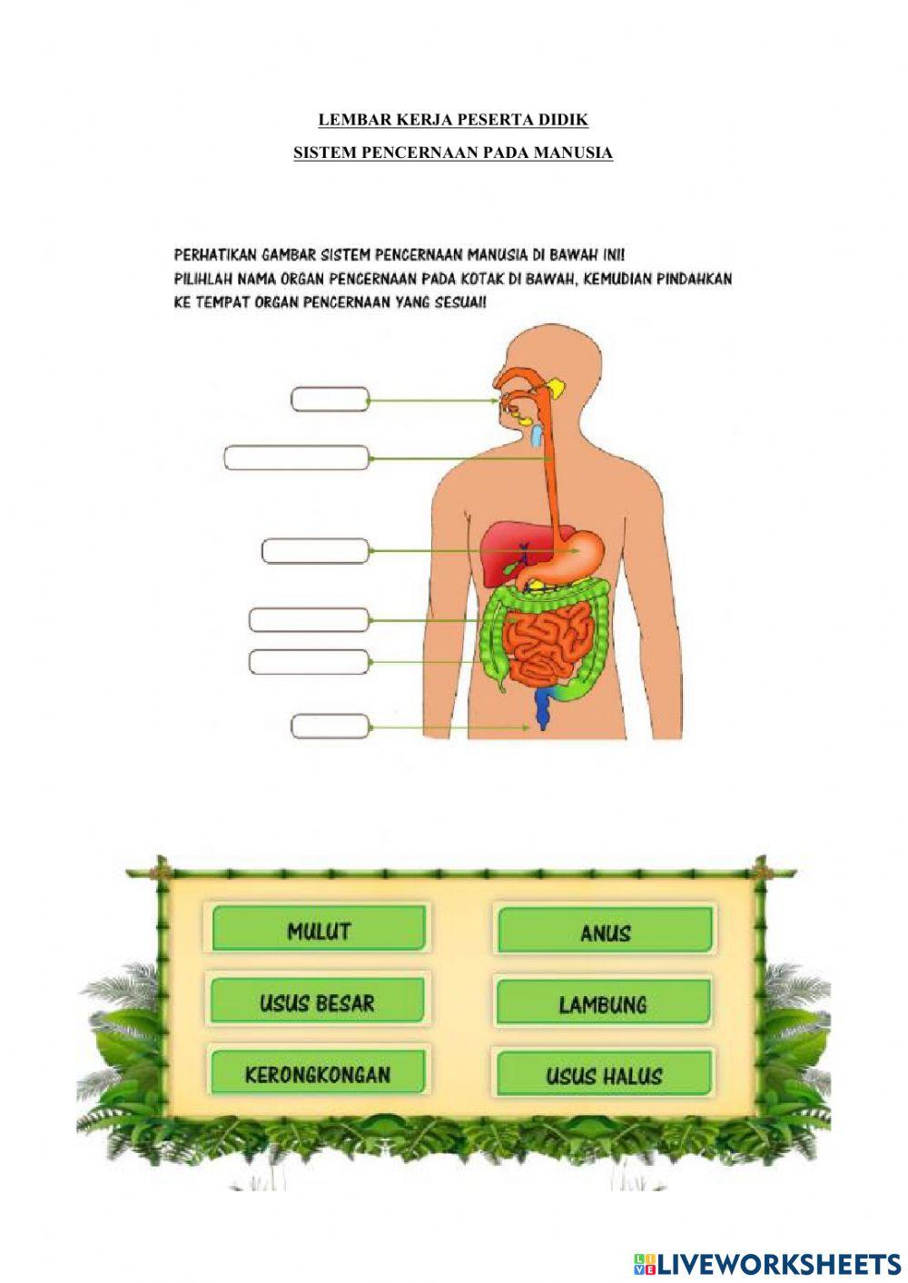 Sistem Pencernaan Manusia