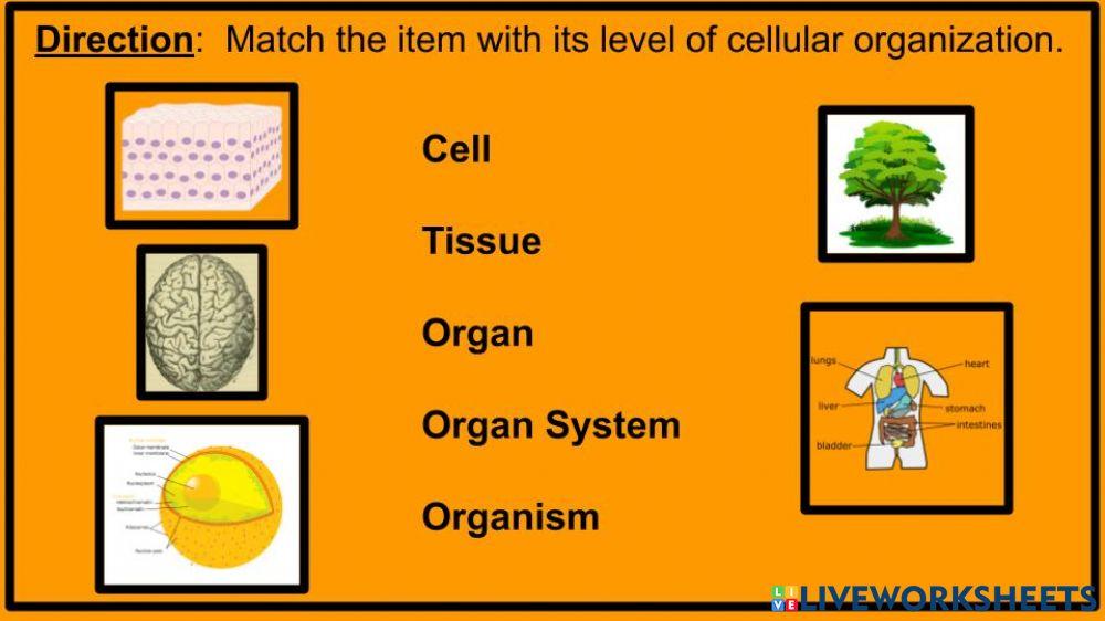 Cell Organization matching