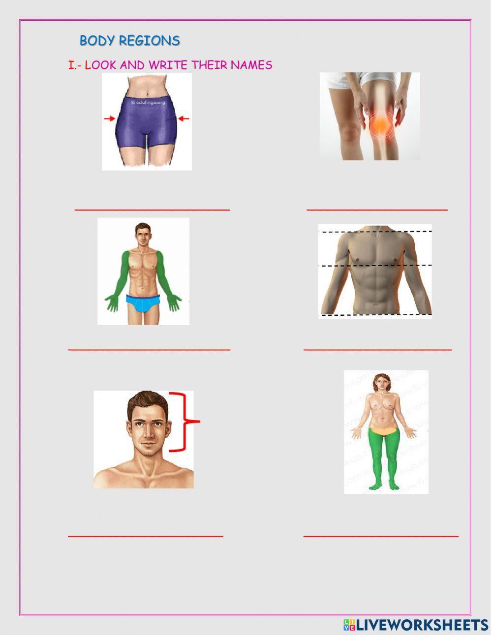 WORKSHEET BODY REGIONS II online exercise for Live Worksheets WORKSHEET BODY REGIONS II online exercise for Live Worksheets