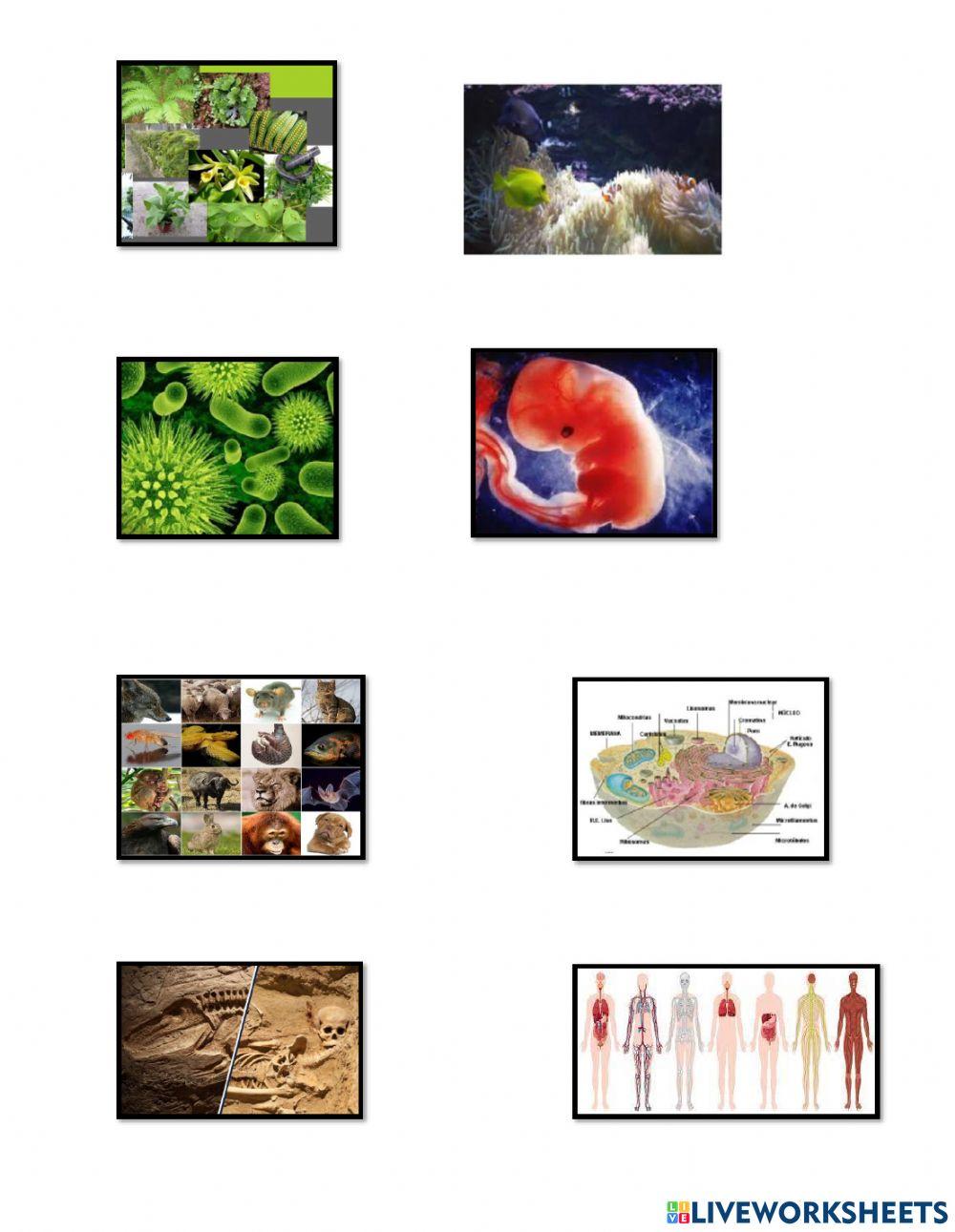 Ramas de la Biologia