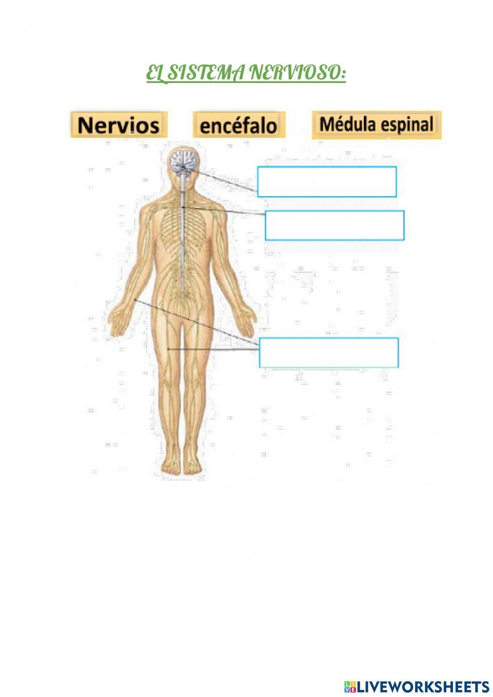 Sistema Nervioso y Olfato
