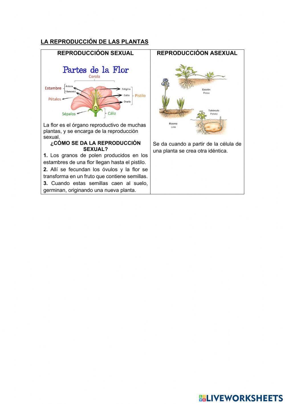 REINO PLANTAS
