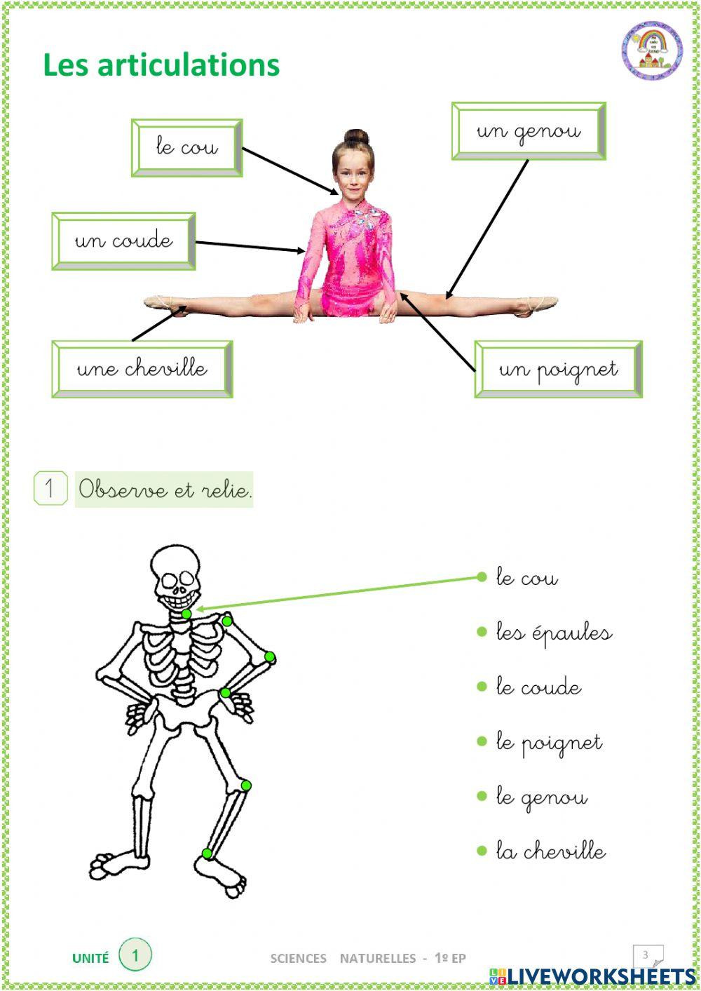Les articulations