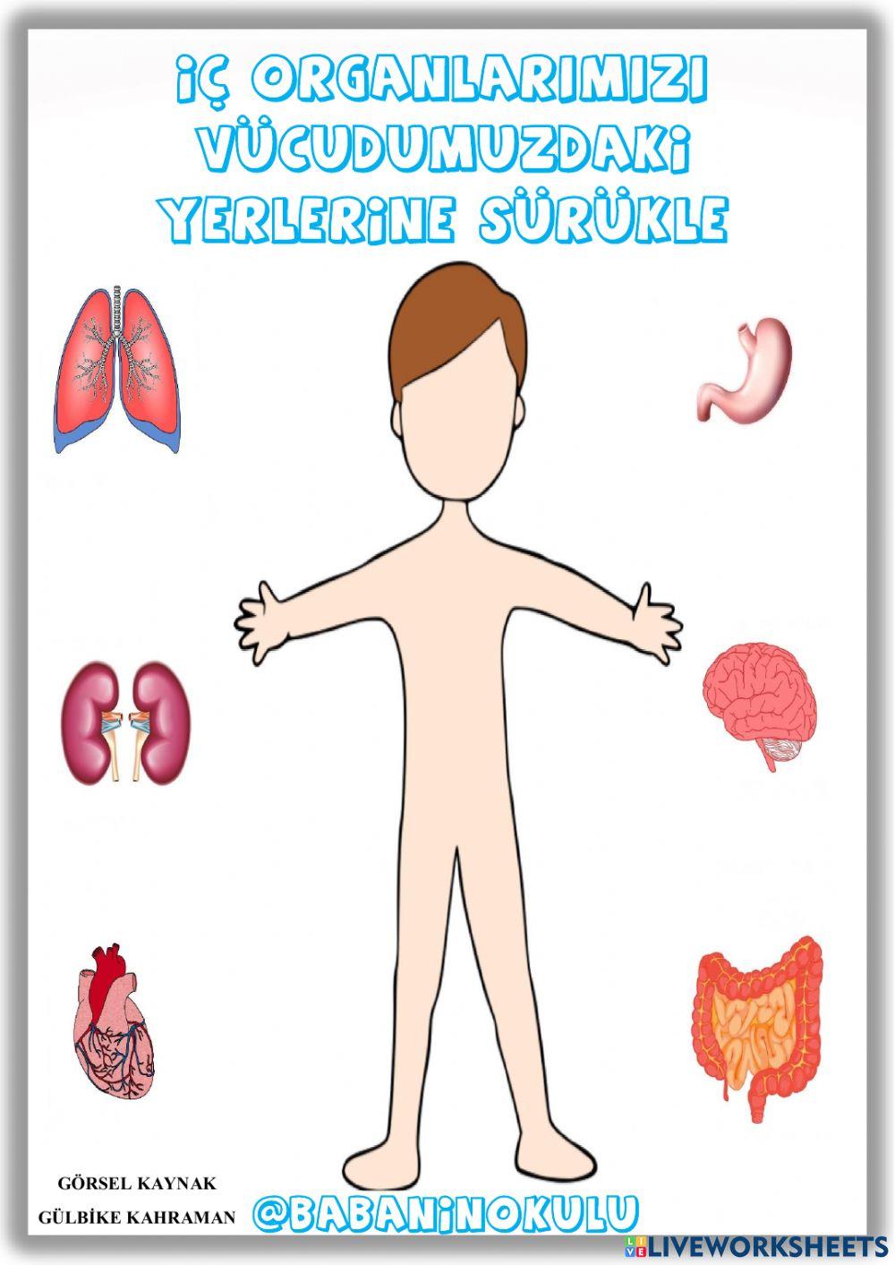 VÜCUDUMUZ VÜCUDUMUZ