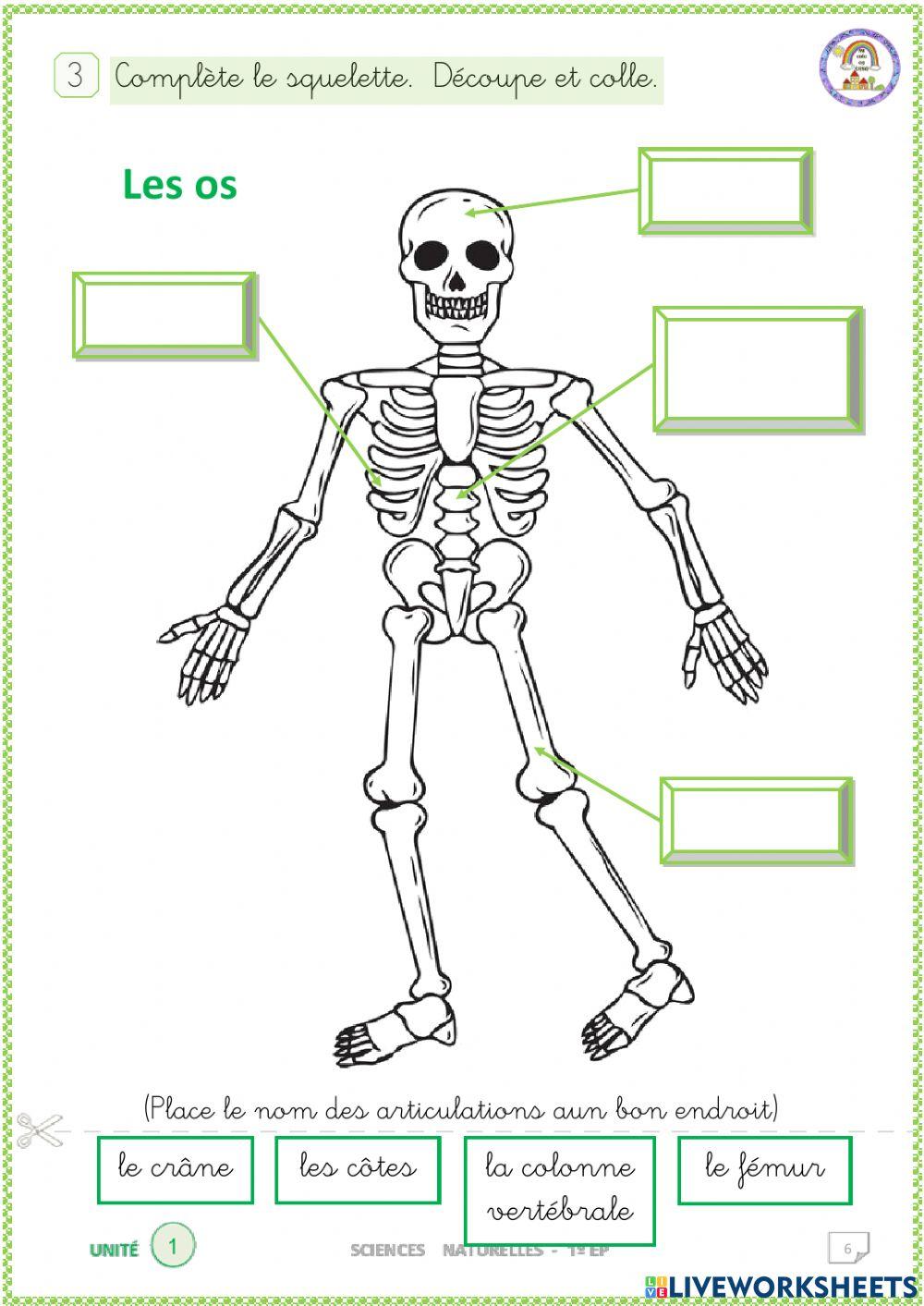 Les os. Complète le squelette.